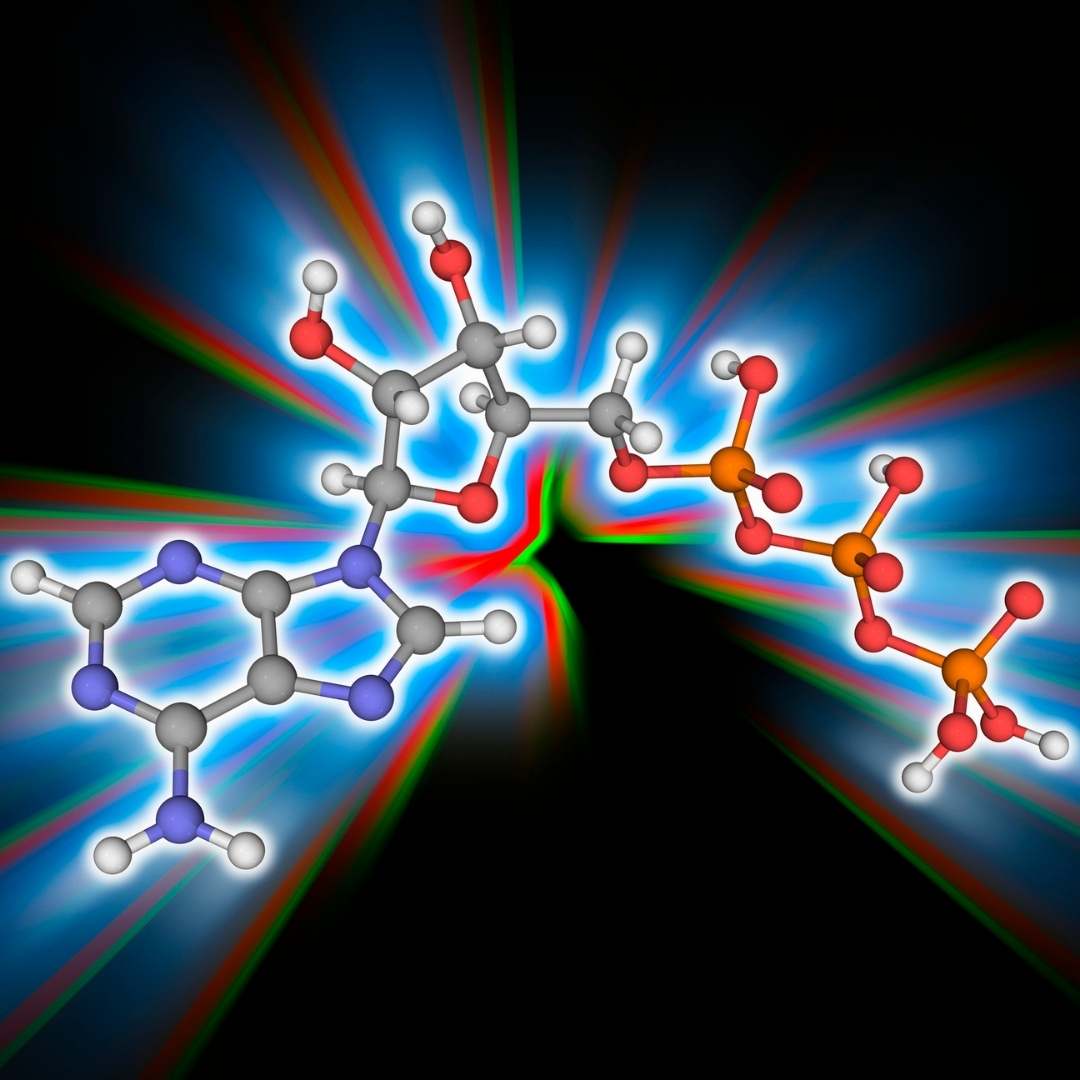 Molekülstruktur von Adenosintriphosphat (ATP) - Zellenergie der Mitochondrien